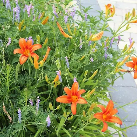 Apartment Haus Fankhauser