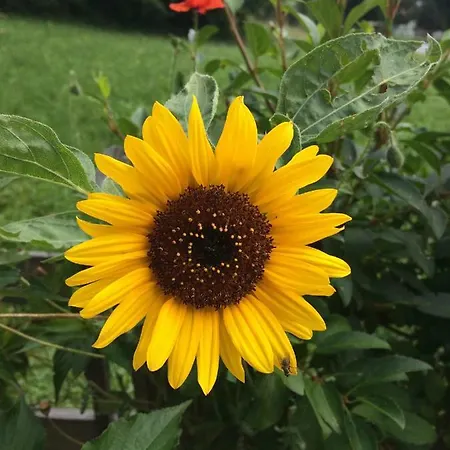 Haus Fankhauser アパート